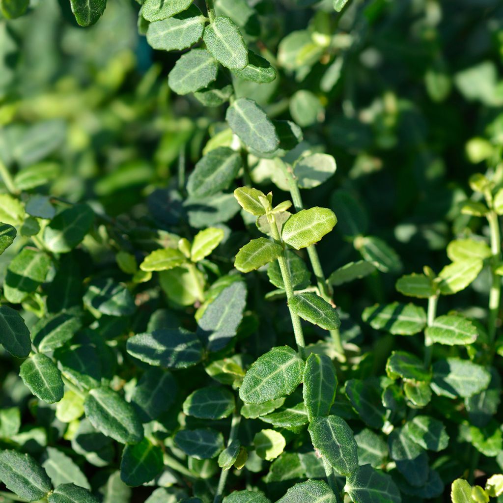 Evónimo-trepador Minimus - Euonymus fortunei