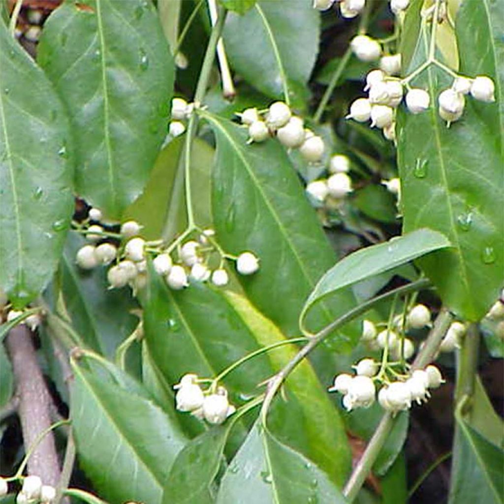 Evónimo-trepador Radicans - Euonymus fortunei