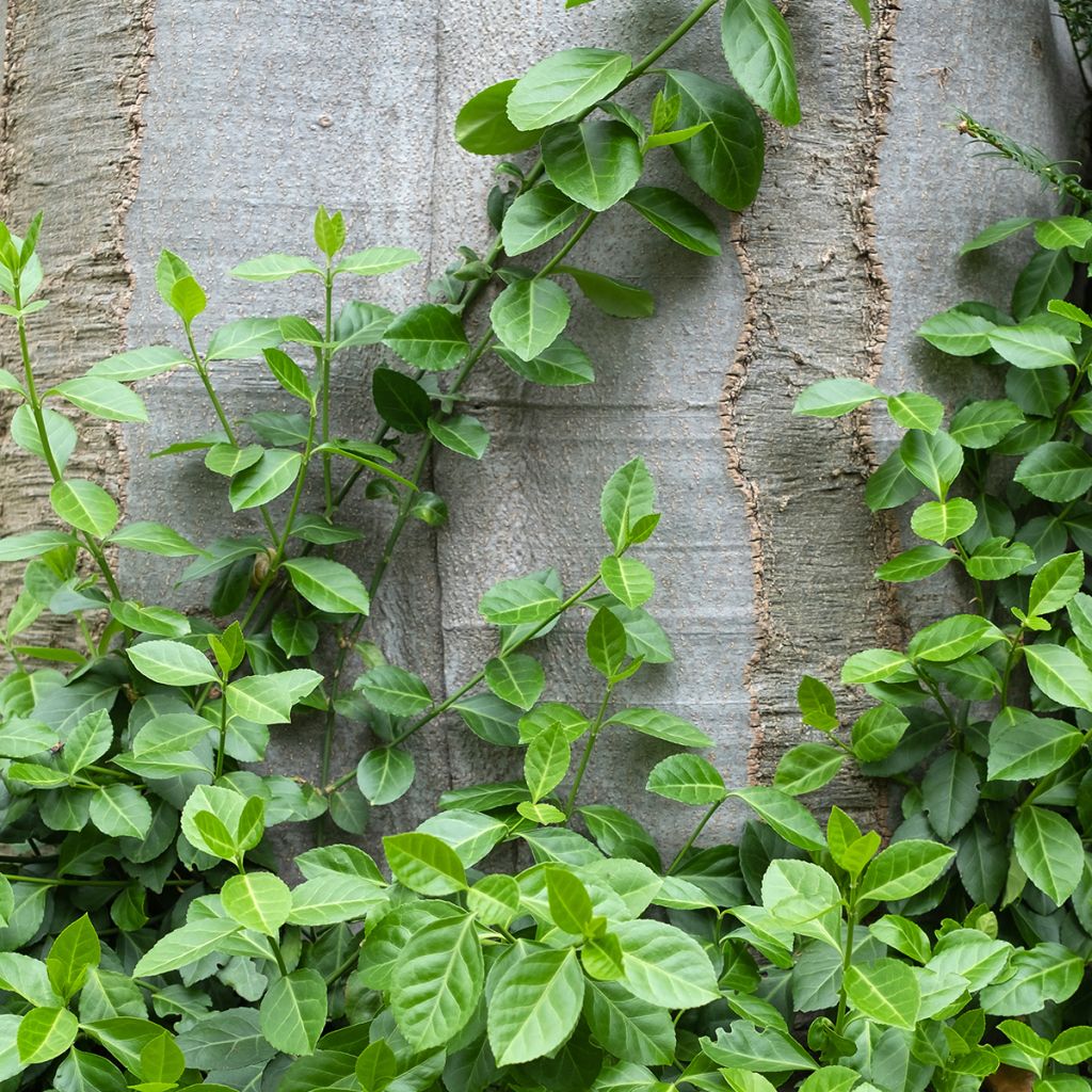 Evónimo-trepador Radicans - Euonymus fortunei
