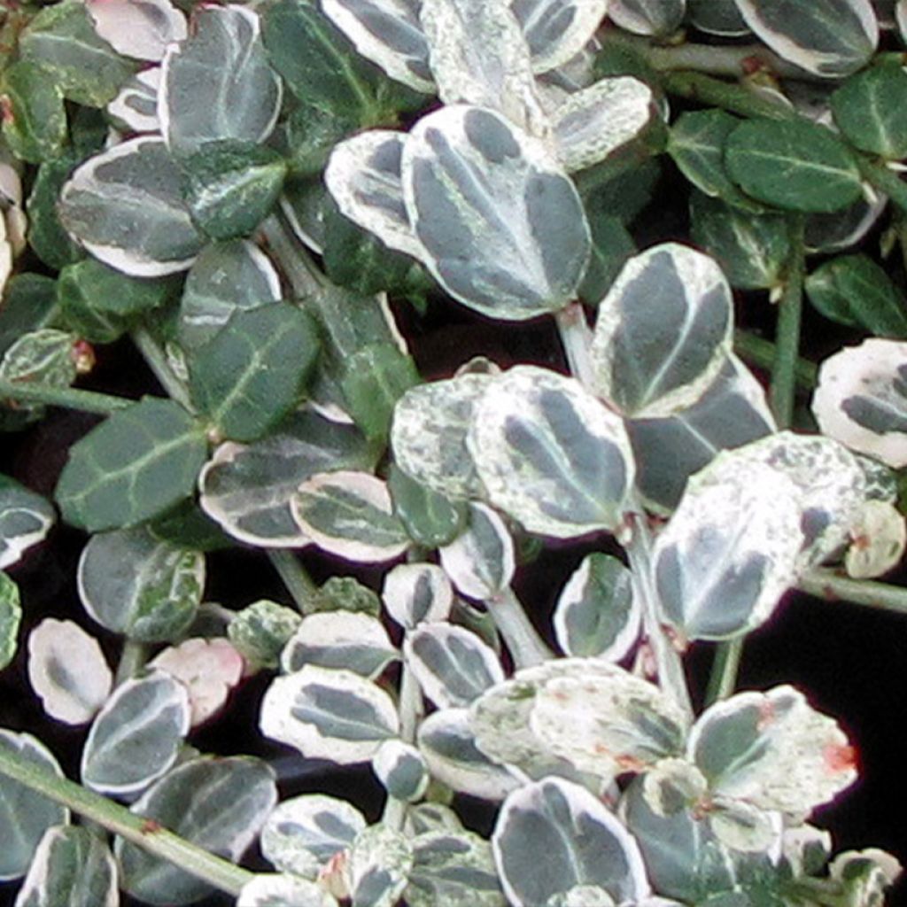 Evónimo-trepador Silver Carpet - Euonymus fortunei