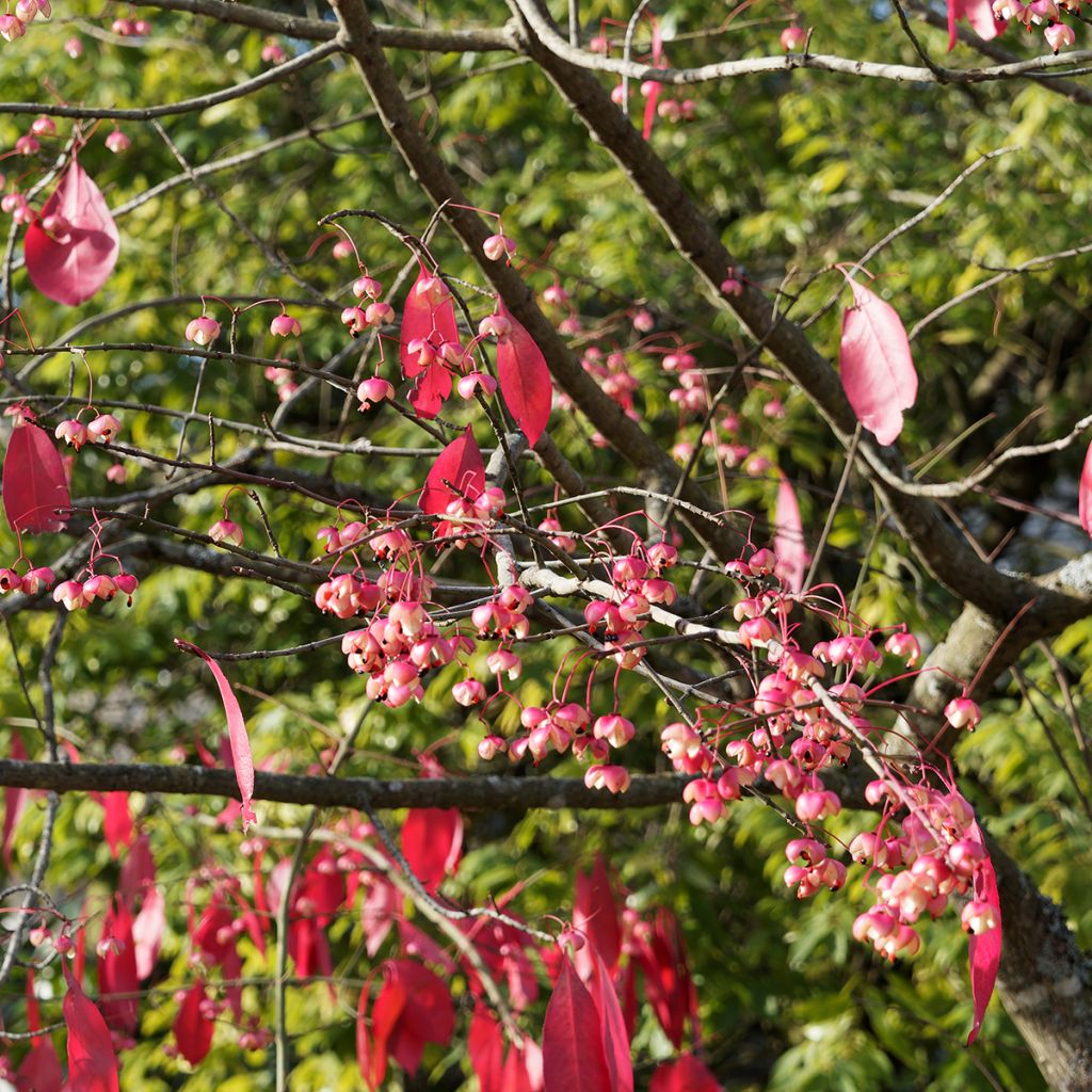 Euonymus grandiflorus Red Wine