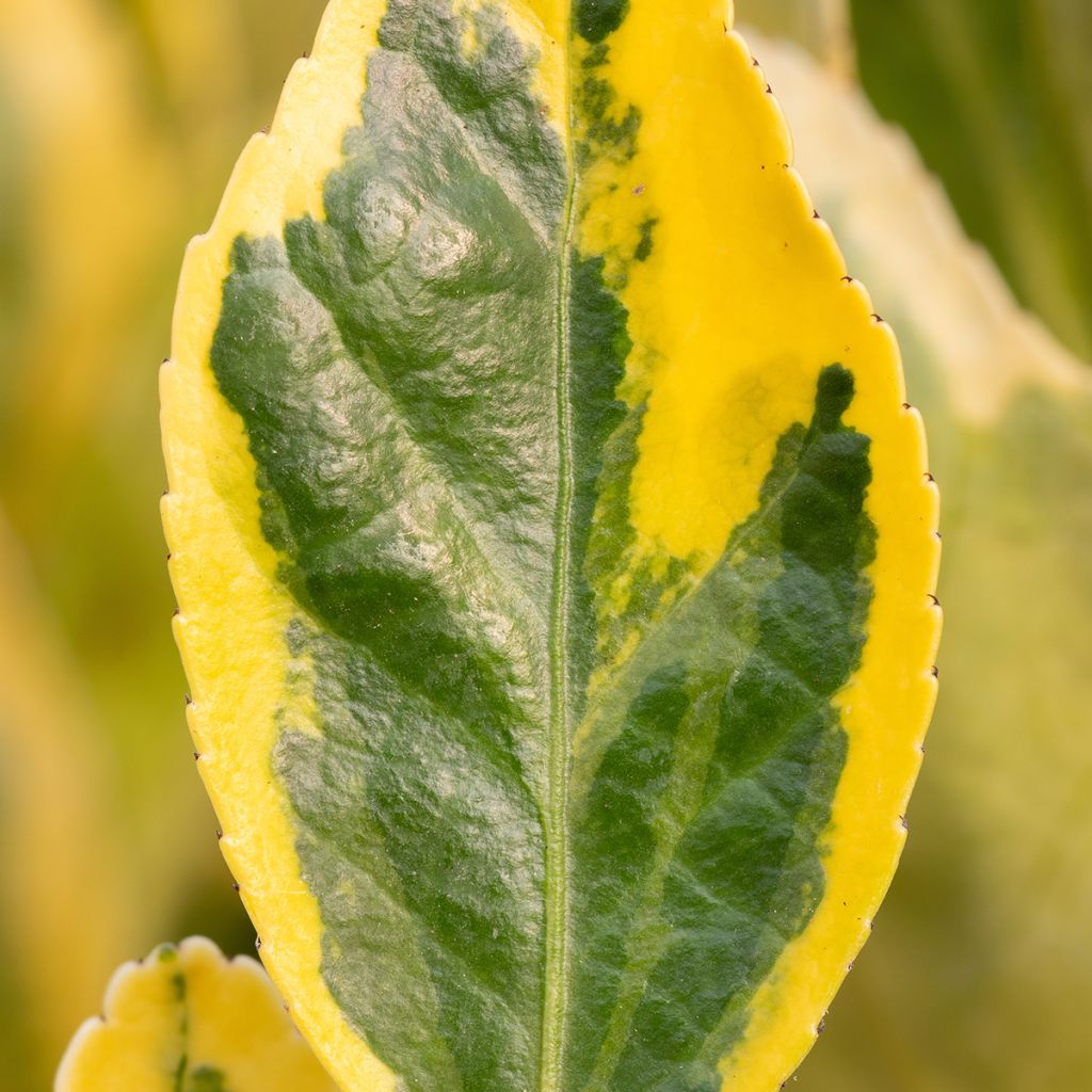 Evónimo do Japão Aureus