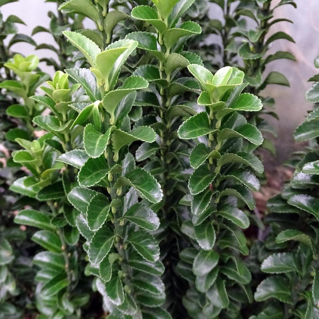 Evónimo do Japão Benkomasaki