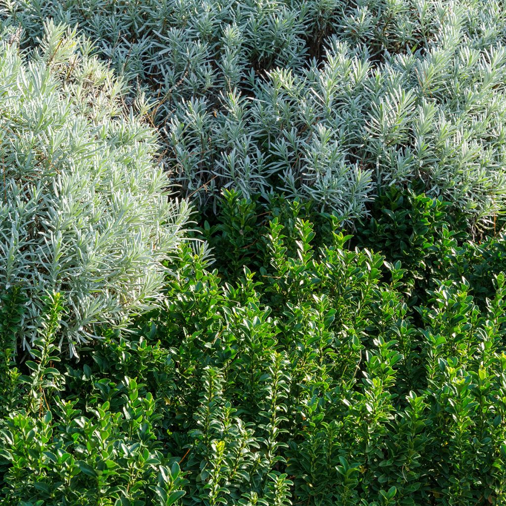 Evónimo do Japão Benkomasaki