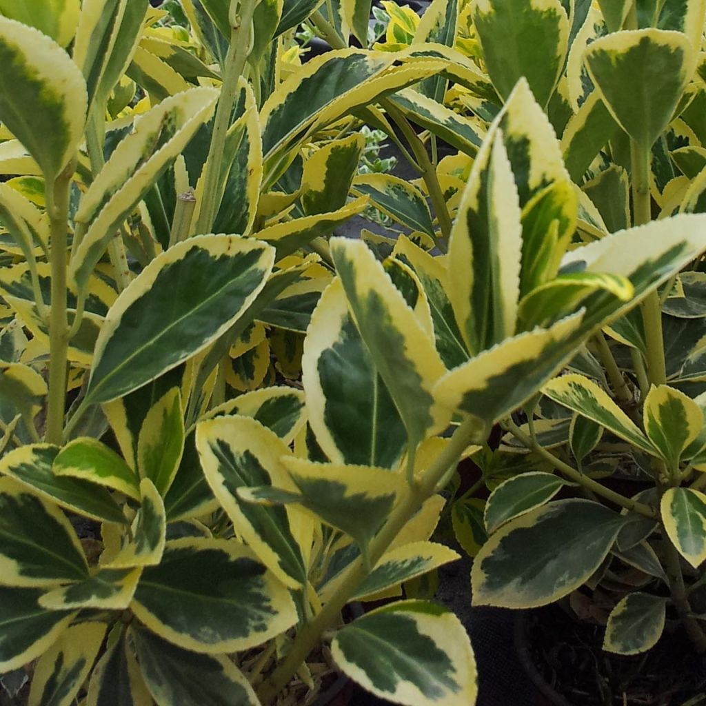 Evónimo do Japão Bravo