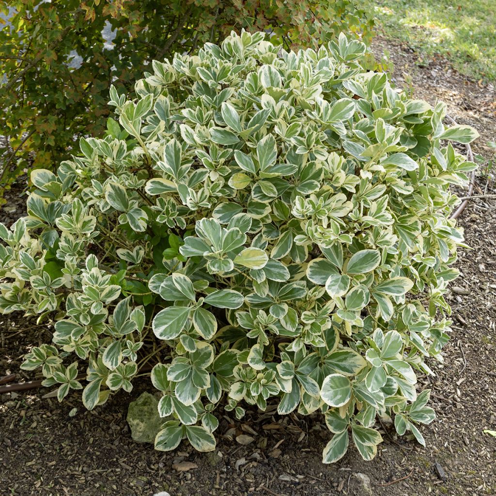 Evónimo do Japão Bravo