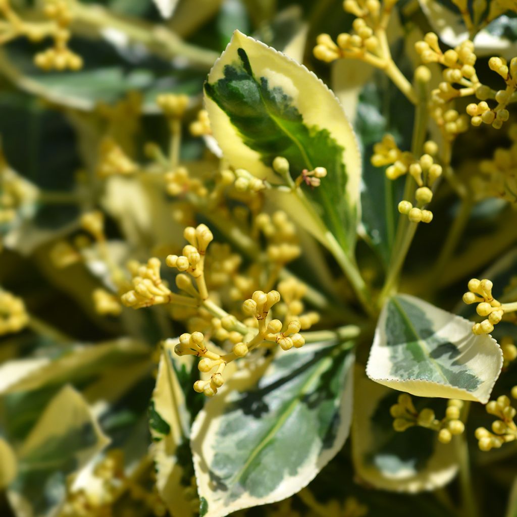 Evónimo do Japão Bravo