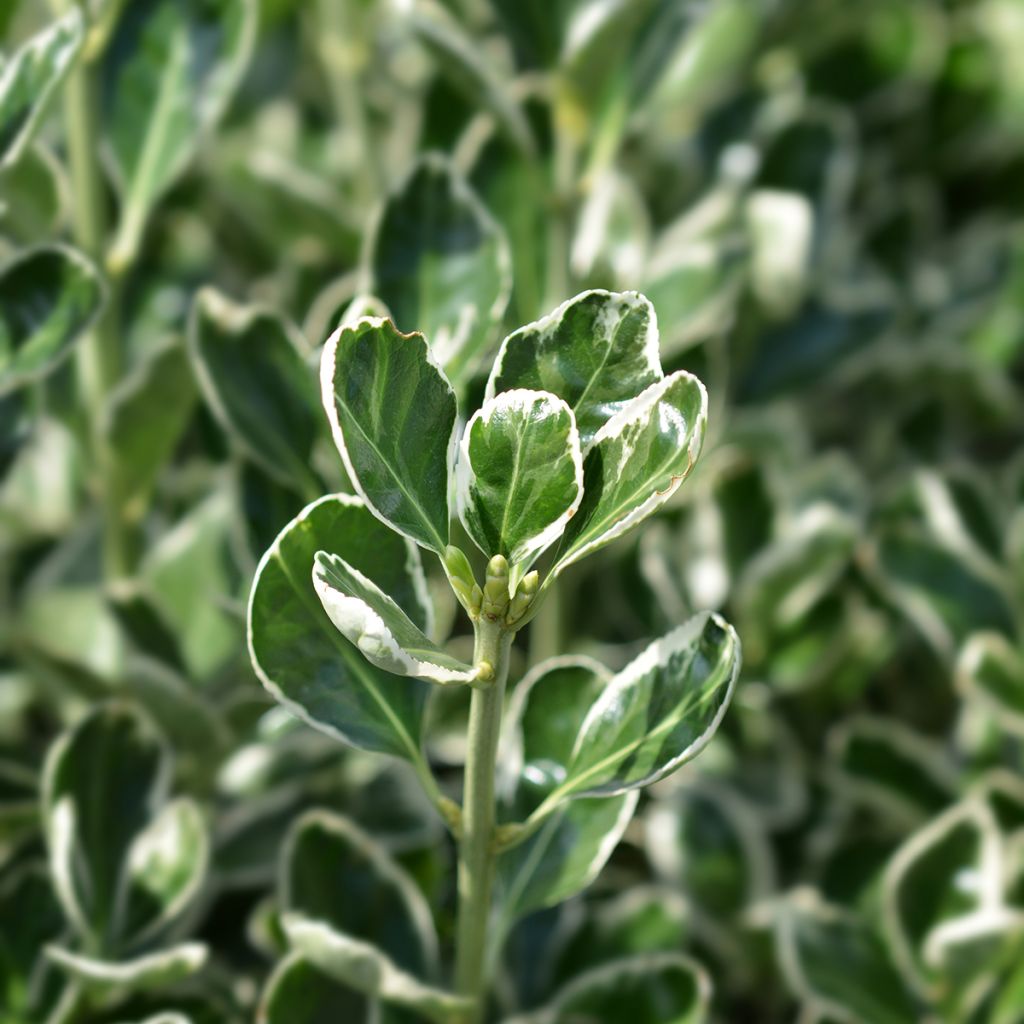 Evónimo do Japão Bravo