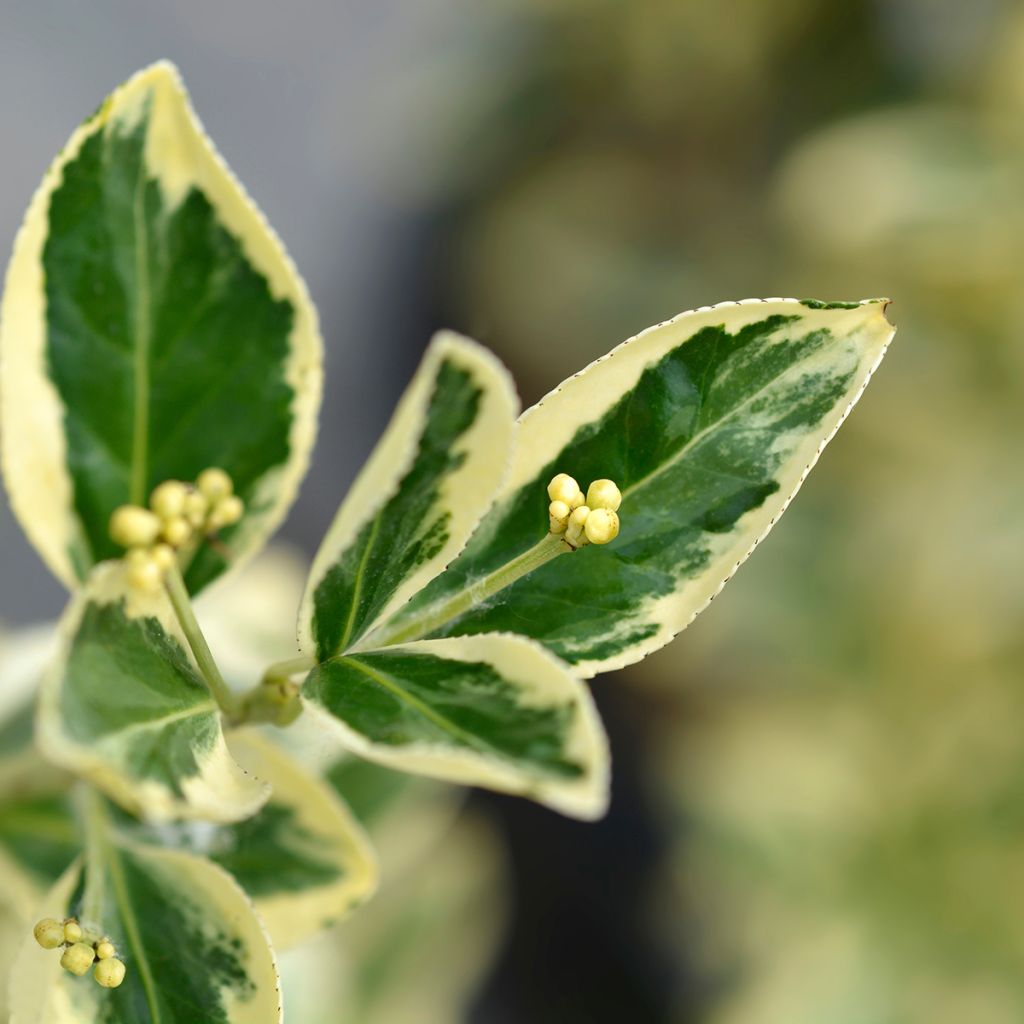 Evónimo do Japão Bravo