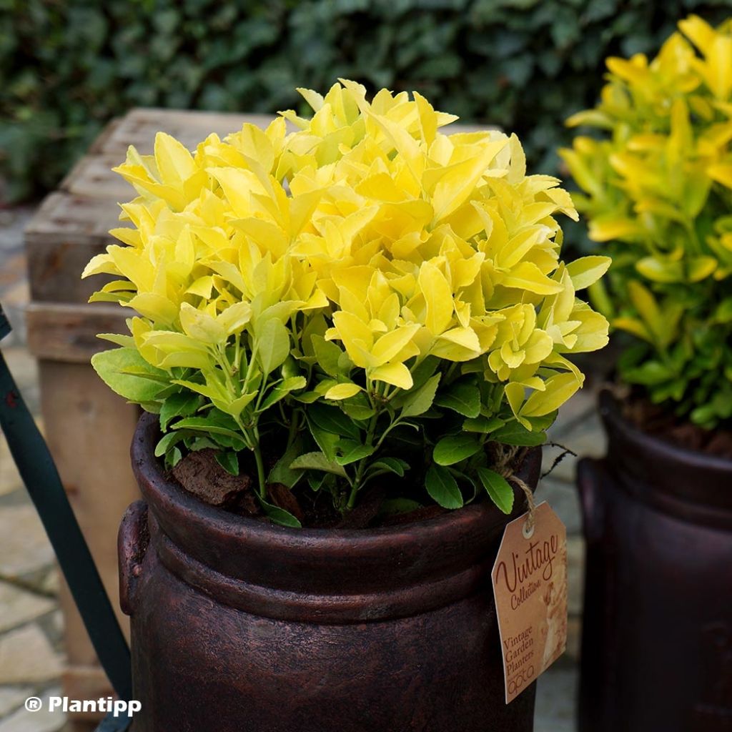 Evónimo do Japão El Dorado