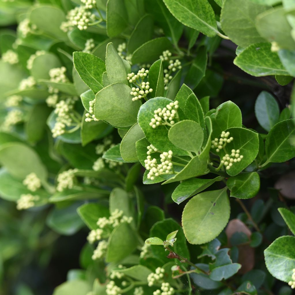 Euonymus japonicus