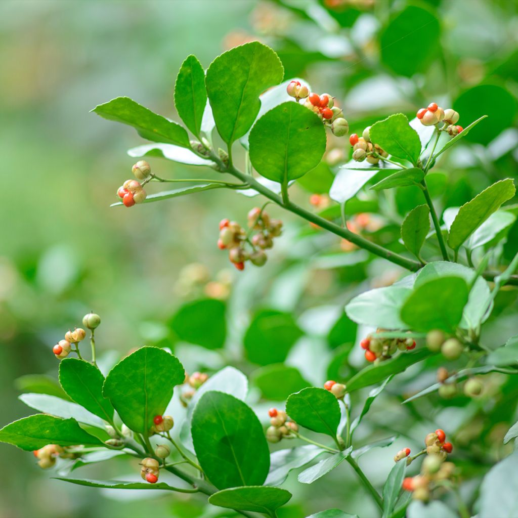 Euonymus japonicus