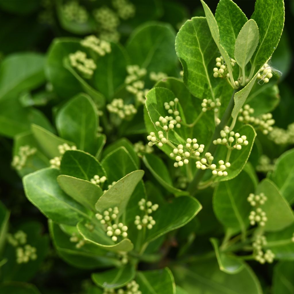 Euonymus japonicus