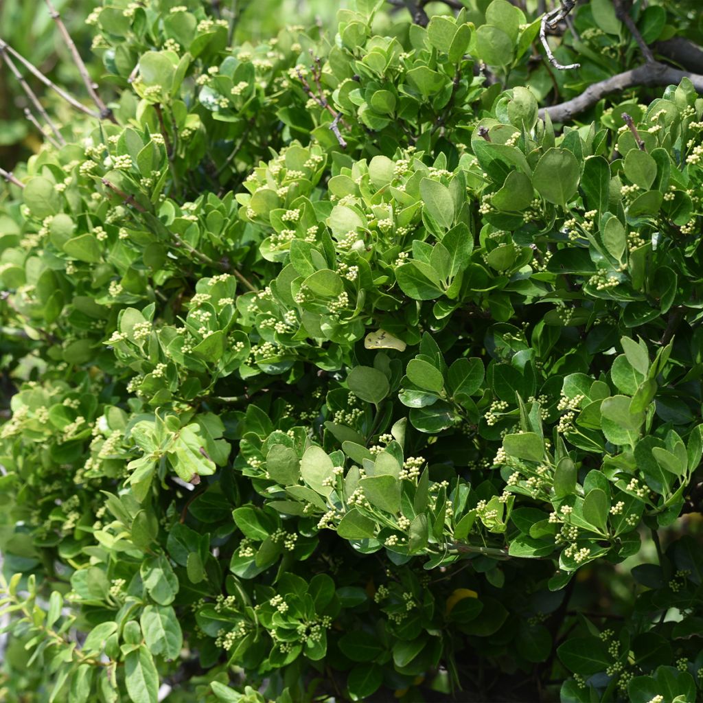 Euonymus japonicus