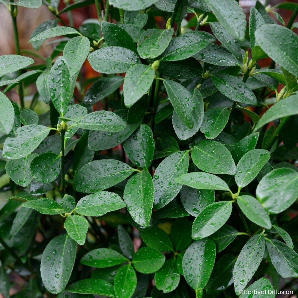 Evónimo do Japão Green Millenium