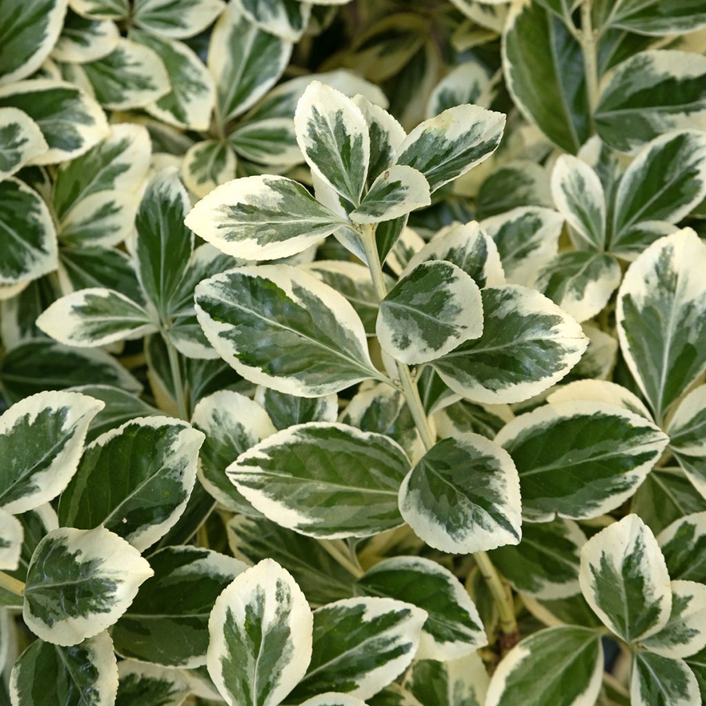 Evónimo do Japão Kathy