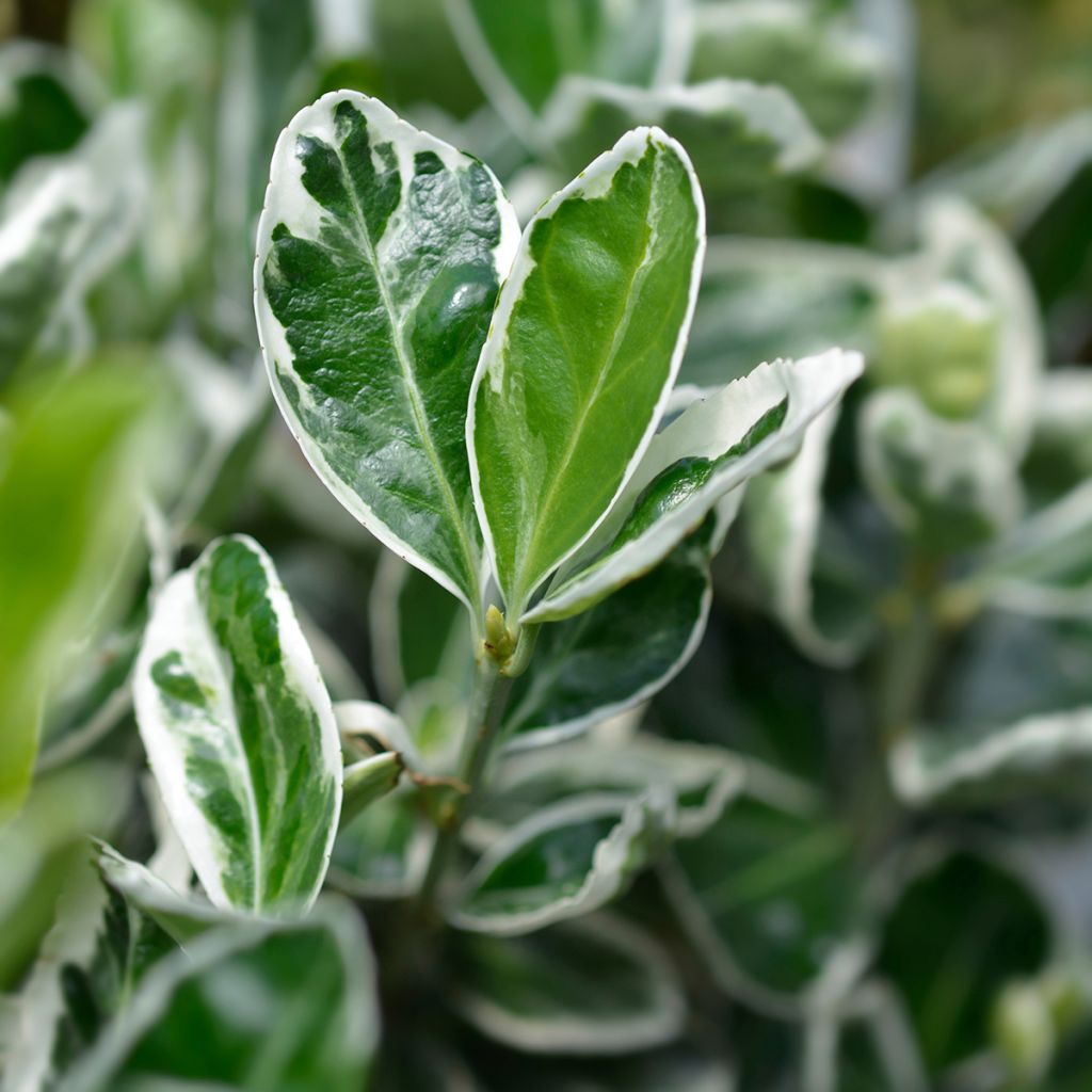 Evónimo do Japão Kathy