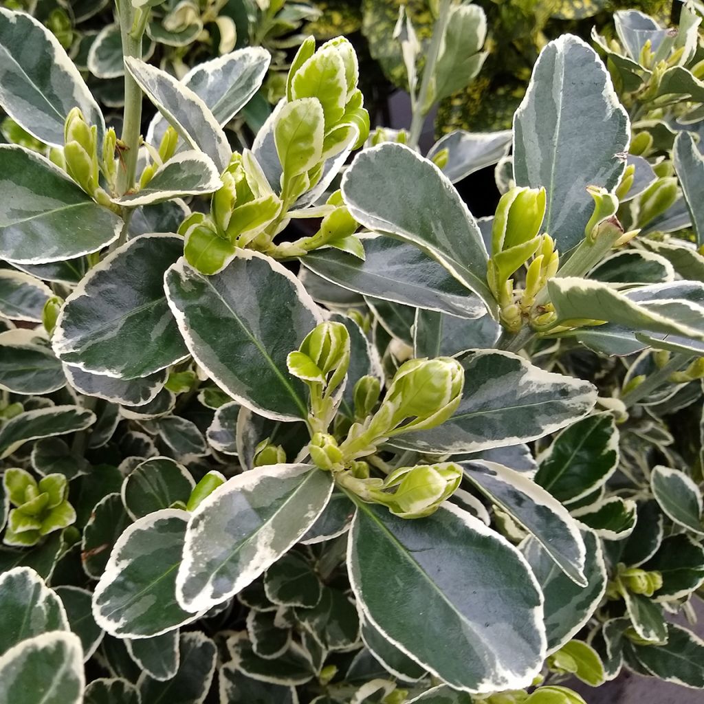 Evónimo do Japão Kathy