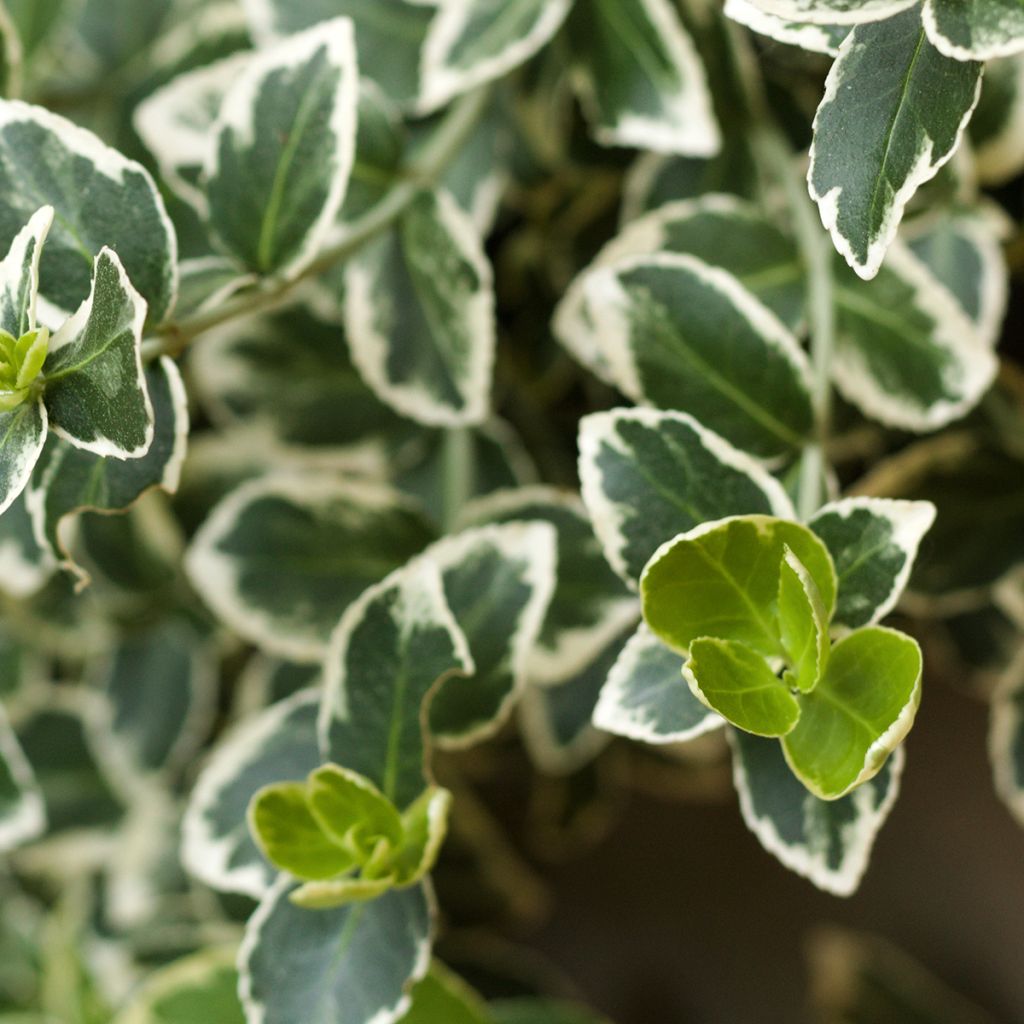 Evónimo do Japão Kathy