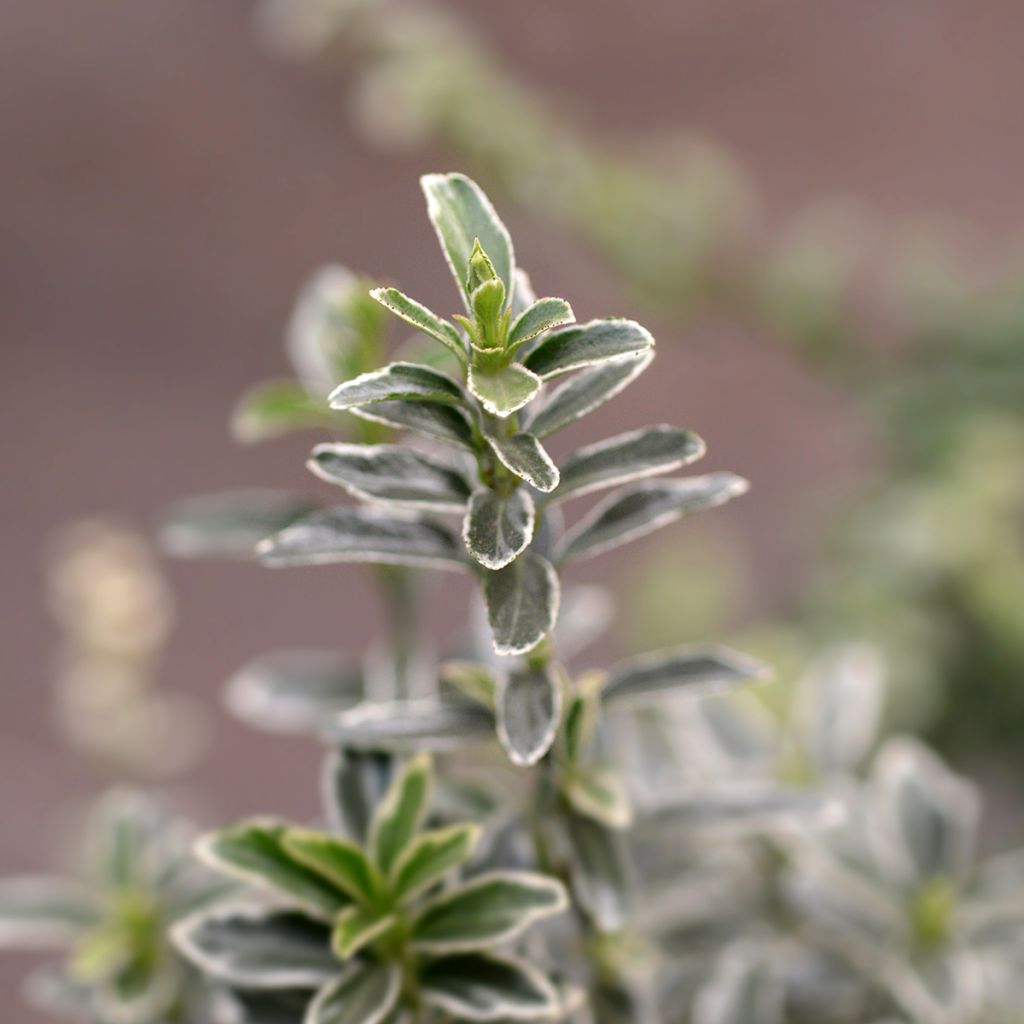 Evónimo do Japão Microphyllus Albovariegatus