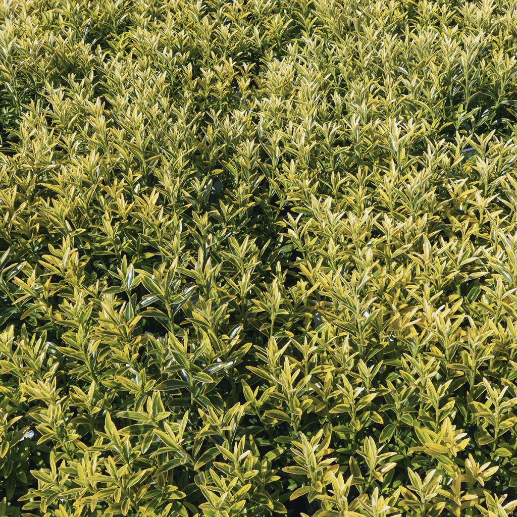 Evónimo do Japão Microphyllus Aureovariegatus