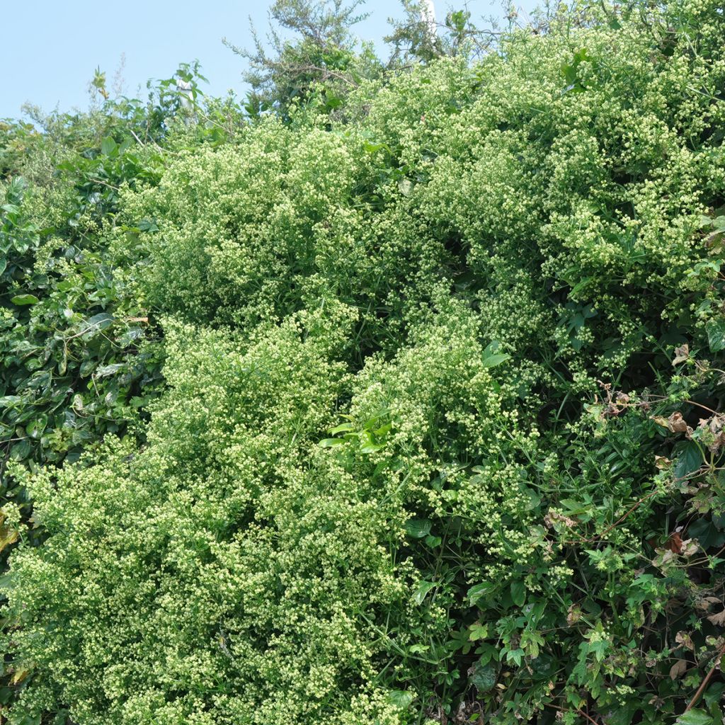 Evónimo do Japão Microphyllus