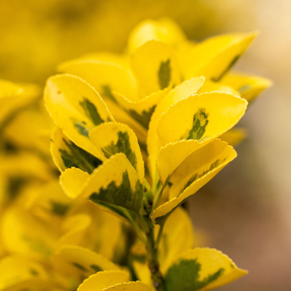 Evónimo do Japão Ovatus Aureus (Marieke)