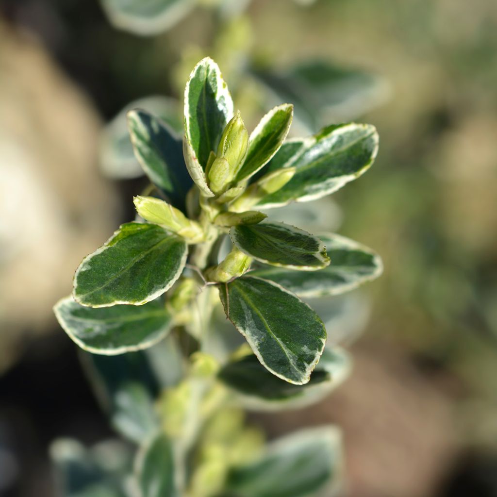 Evónimo do Japão Suzanne