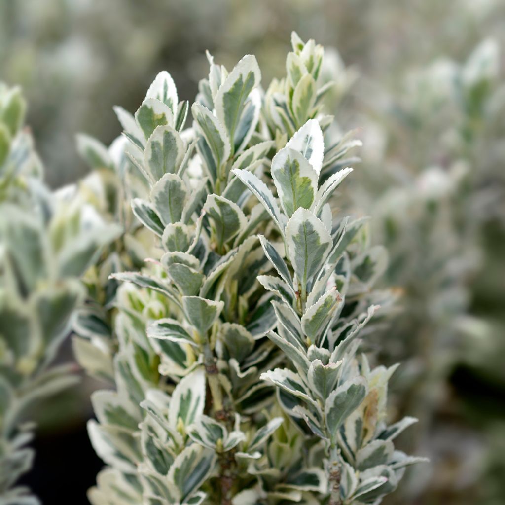 Evónimo do Japão White Spire