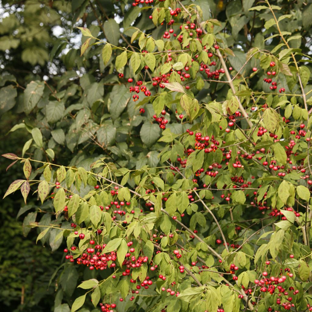 Euonymus oxyphyllus