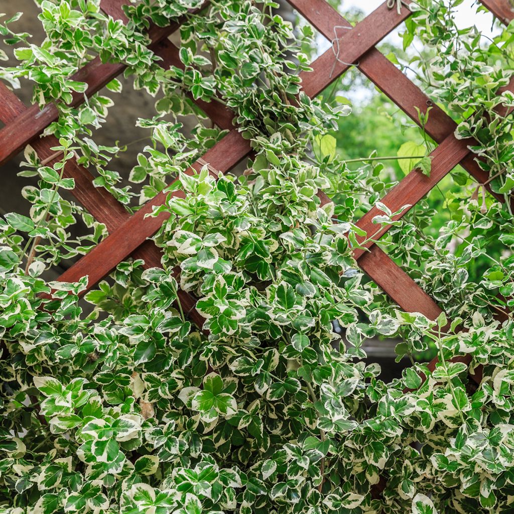 Evónimo-trepador Silver Carpet - Euonymus fortunei