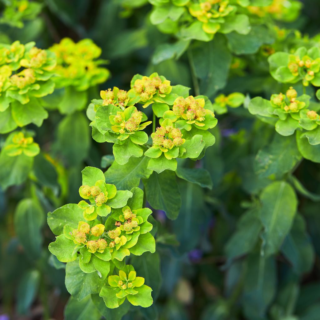 Euphorbia polychroma Major