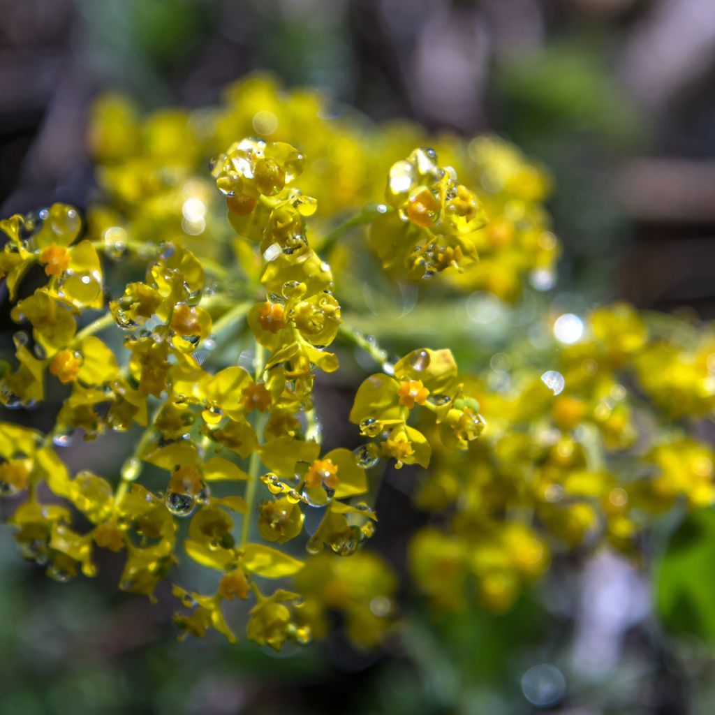 Euphorbia cyparissias Cyperus cyparissias