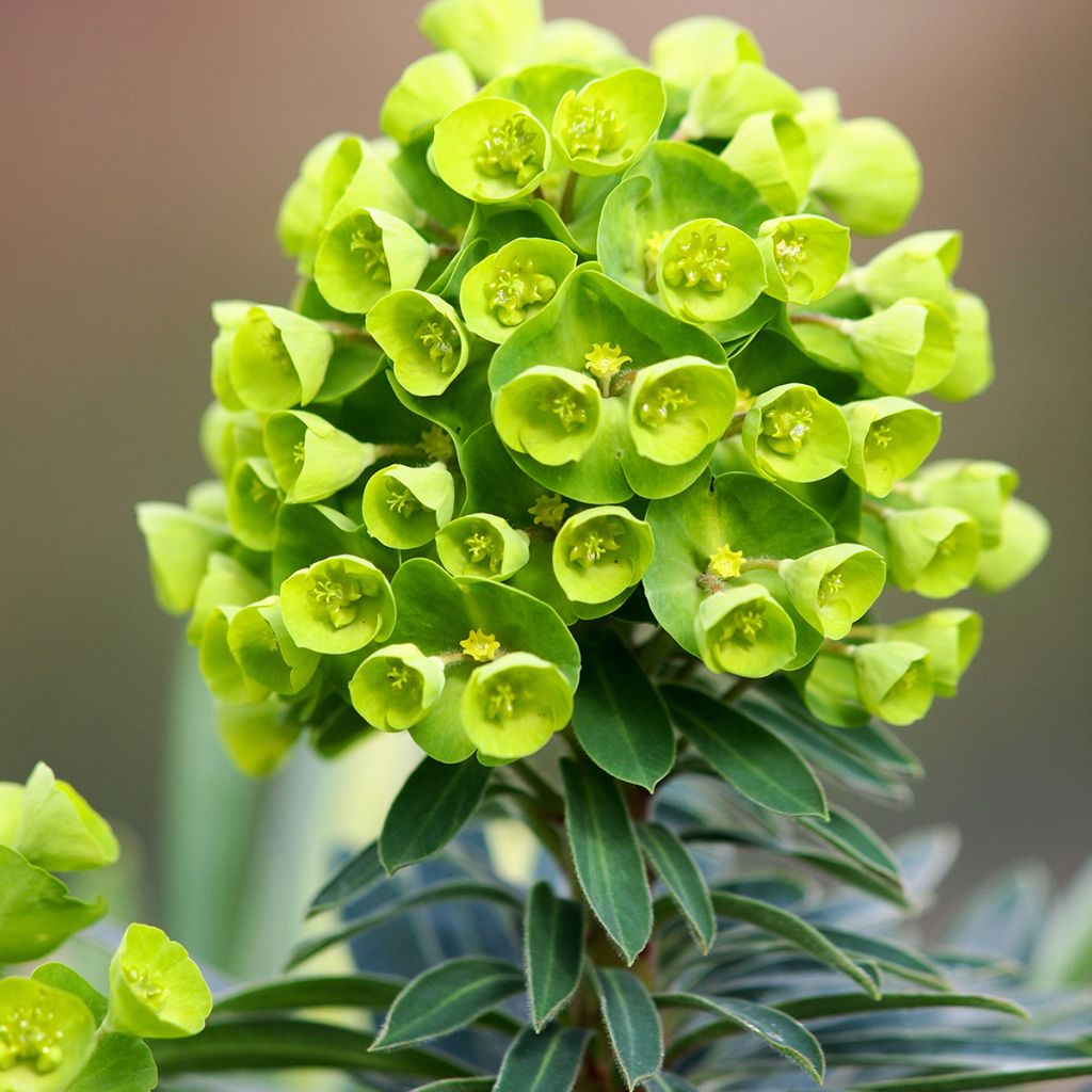 Euphorbia Redwing Charam