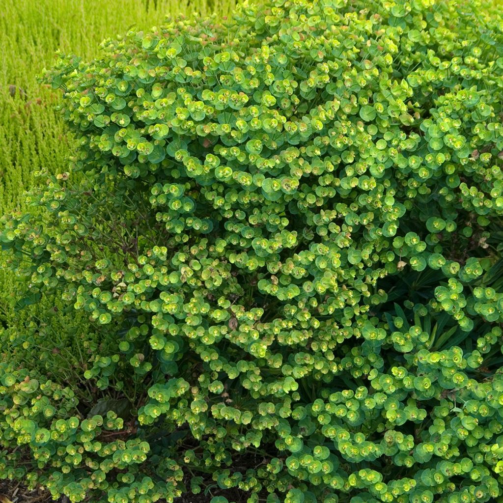 Euphorbia Redwing Charam