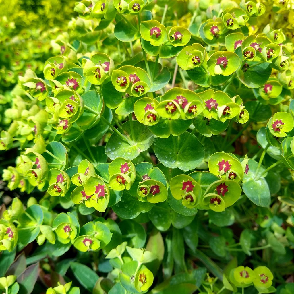 Euphorbia Redwing Charam