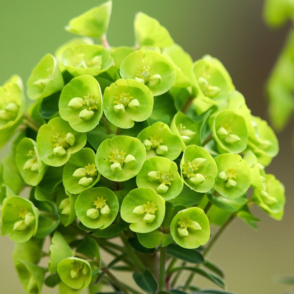 Euphorbia Redwing Charam