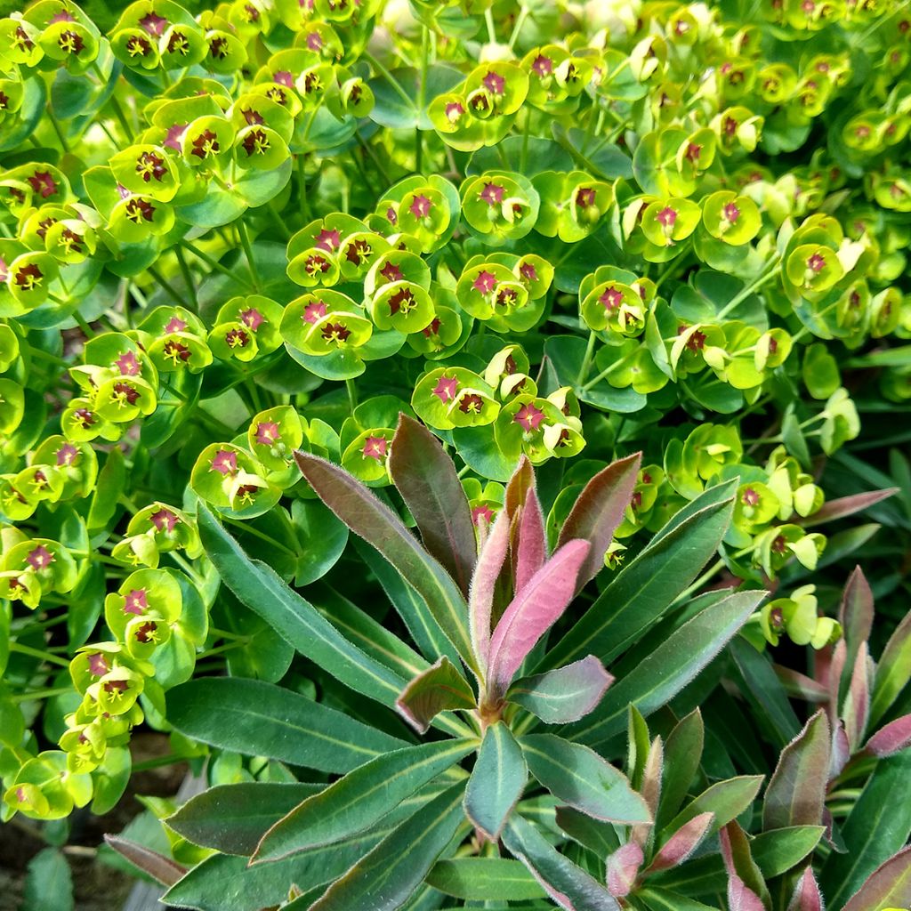 Euphorbia Redwing Charam
