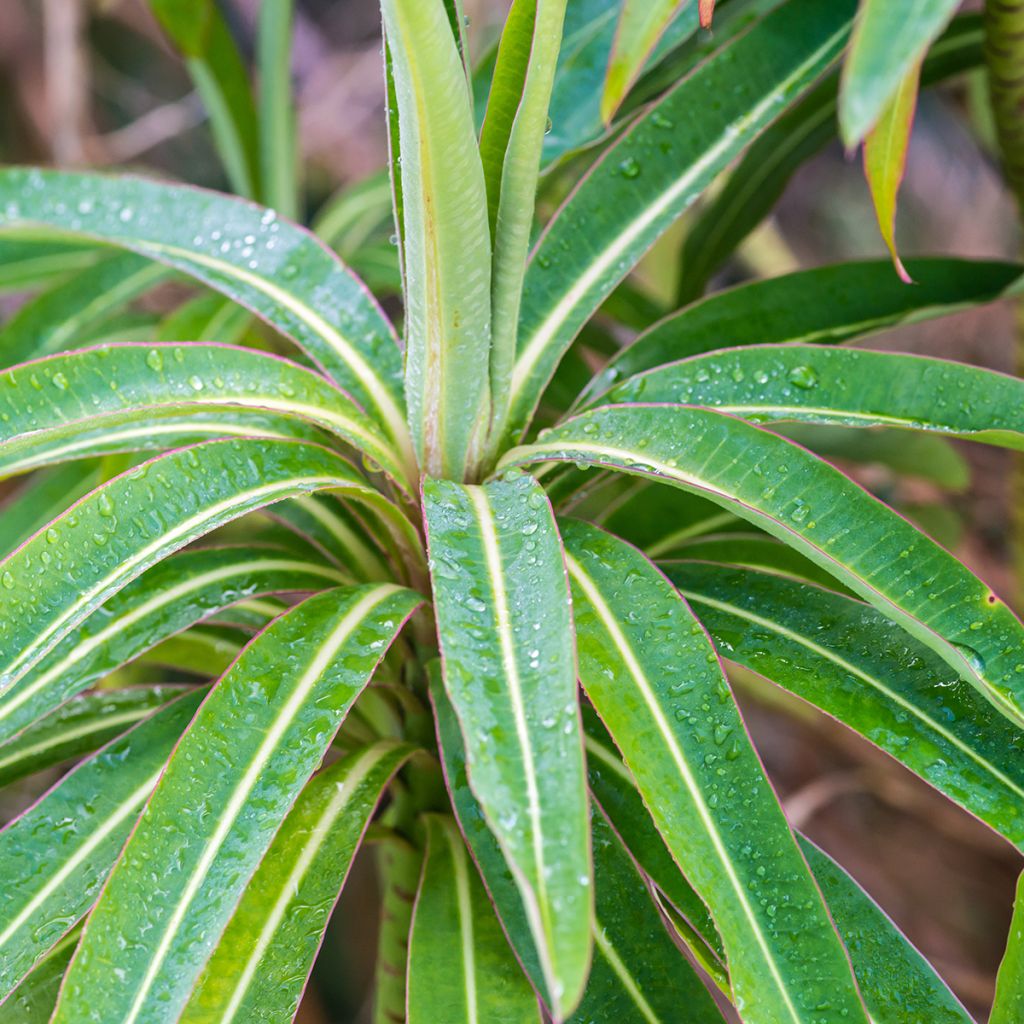 Euphorbia mellifera