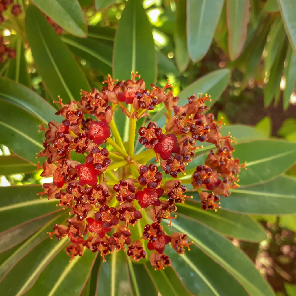Euphorbia mellifera