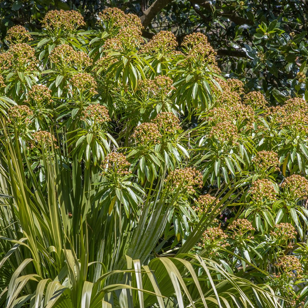 Euphorbia mellifera