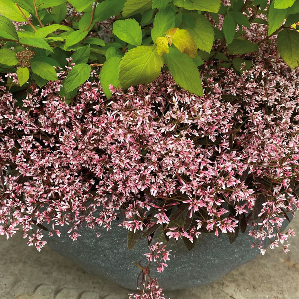 Euphorbia hypericifolia Shades in Pink