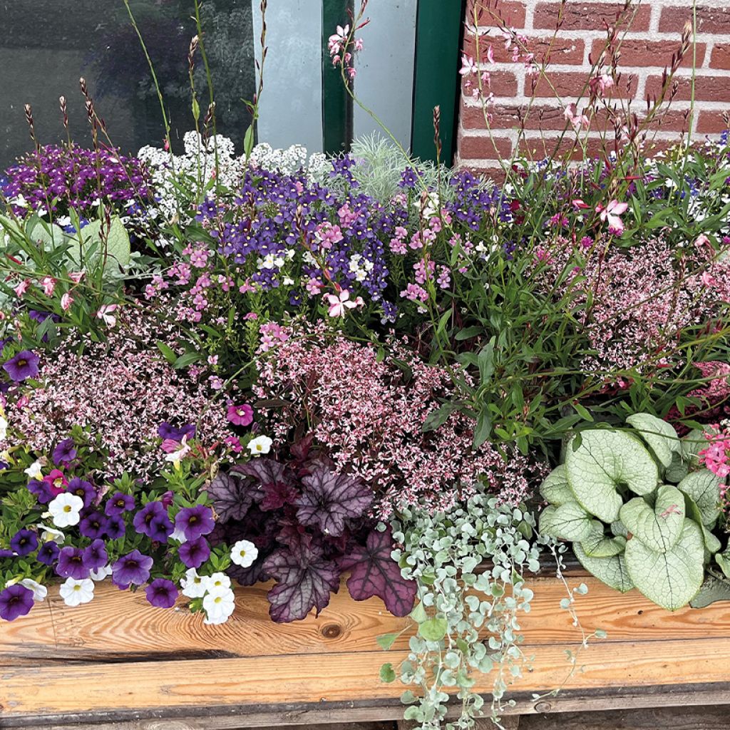 Euphorbia hypericifolia Shades in Pink