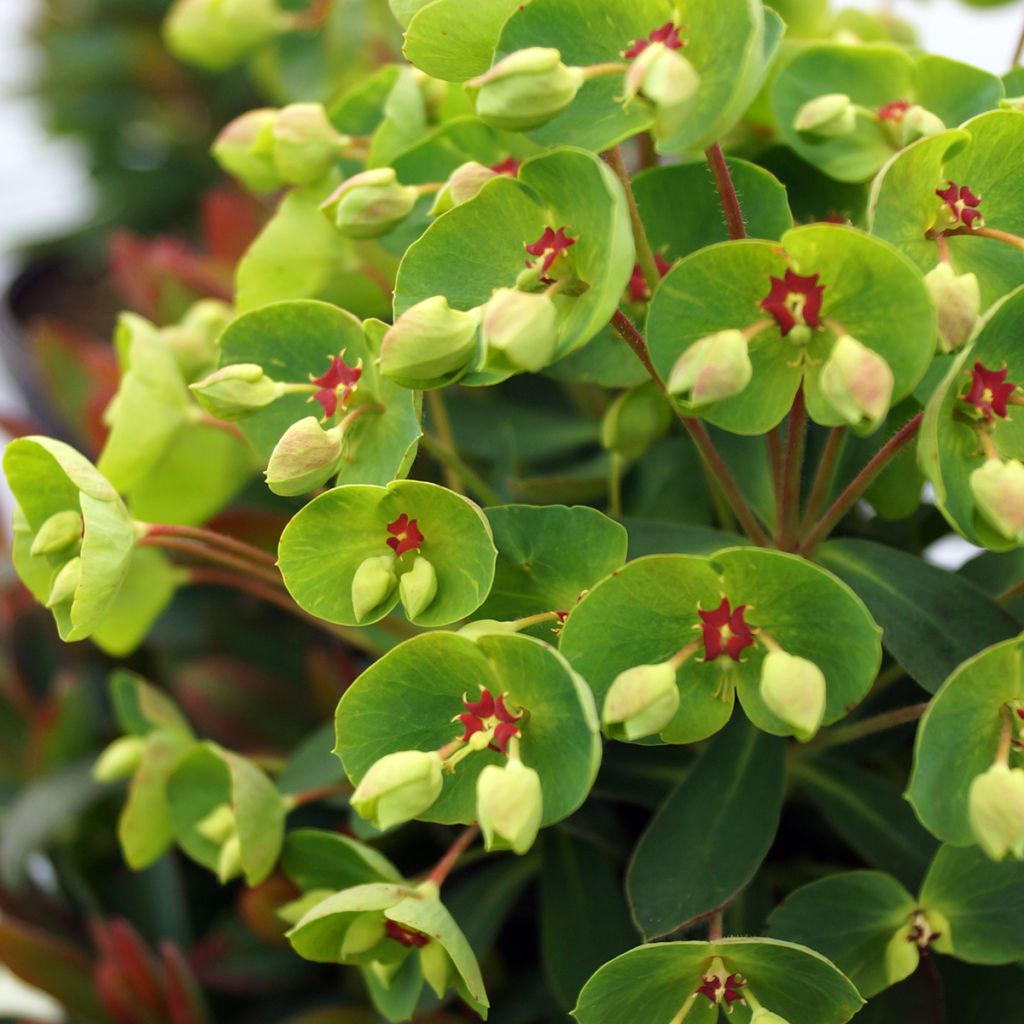 Euphorbia x martinii