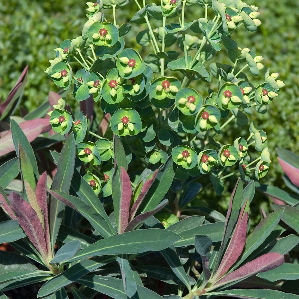 Euphorbia x martinii