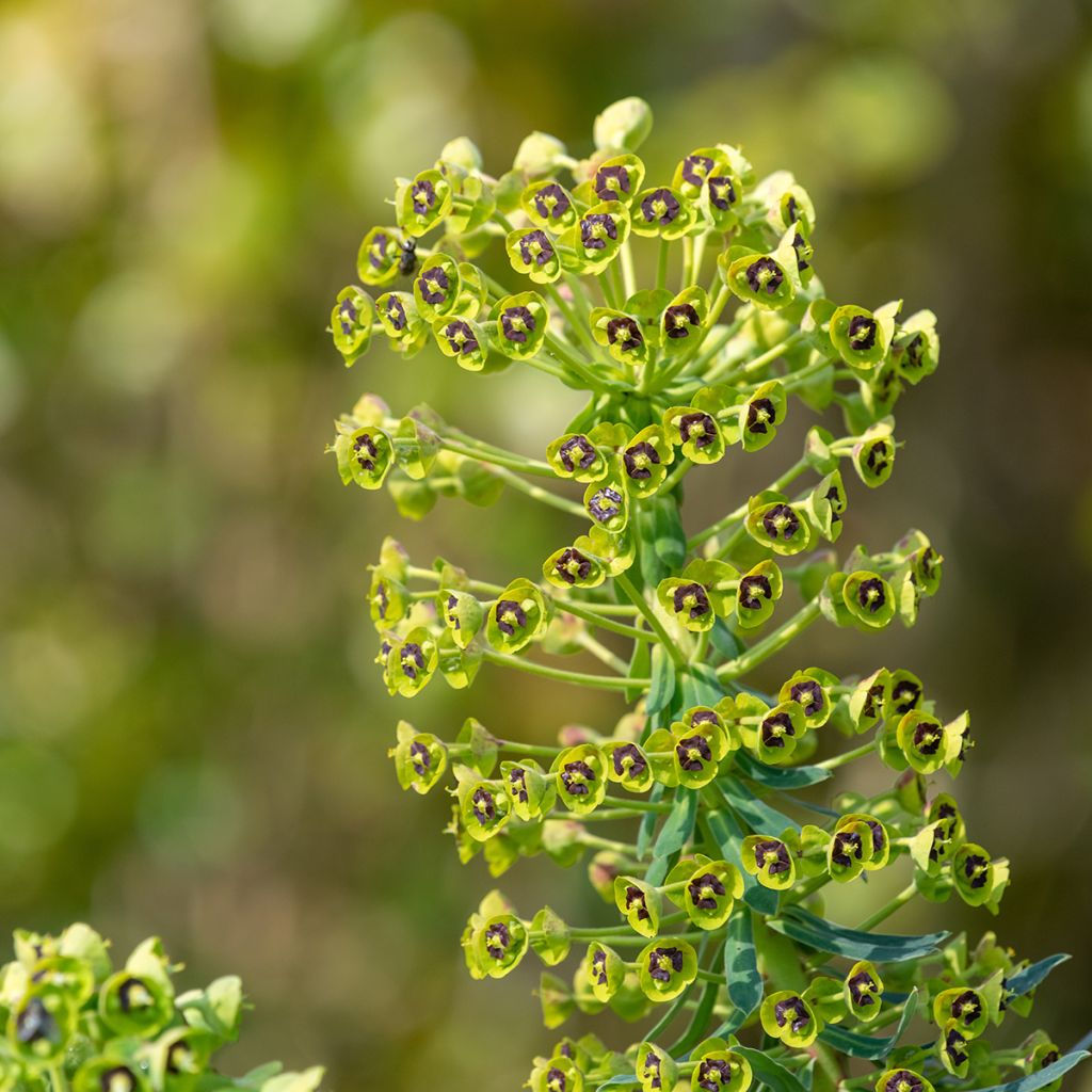 Trovisco-macho - Euphorbia characias