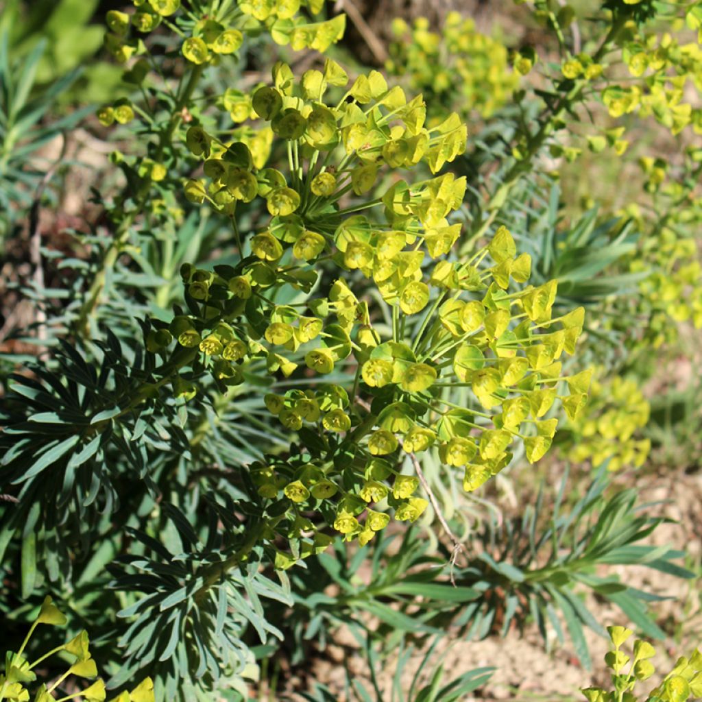Trovisco-macho - Euphorbia characias