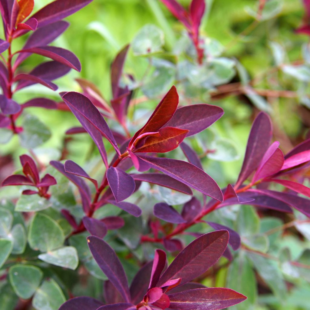Euphorbia dulcis Chameleon