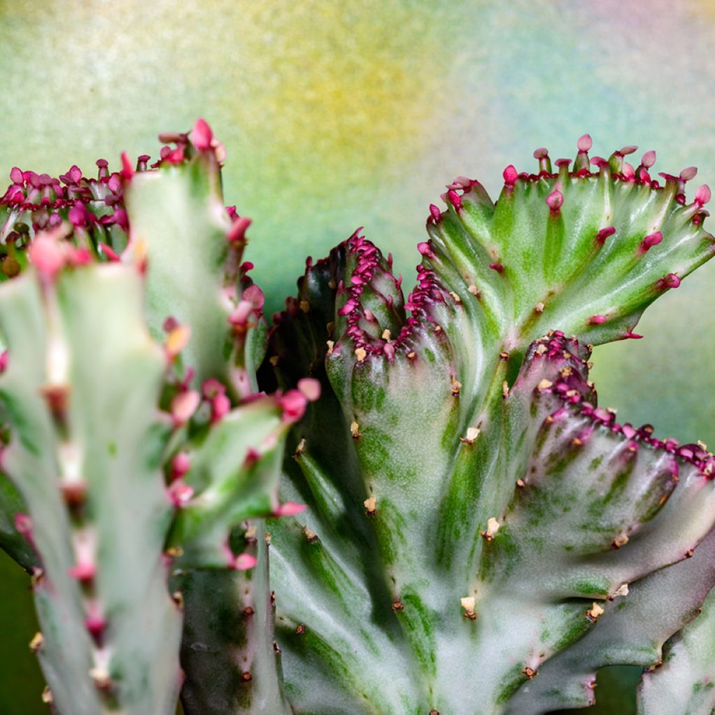 Euphorbia lactea Cristata
