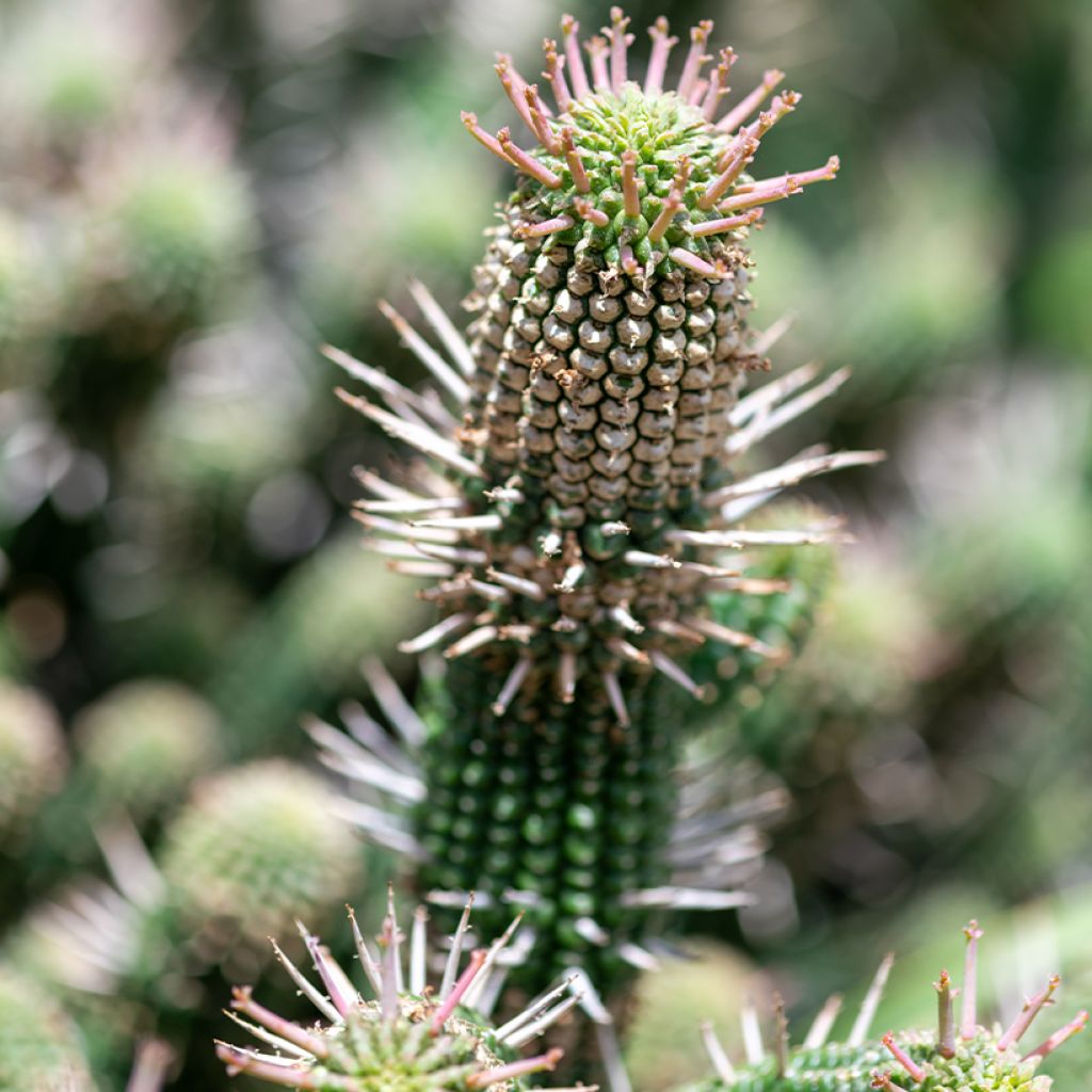 Euphorbia mammillaris